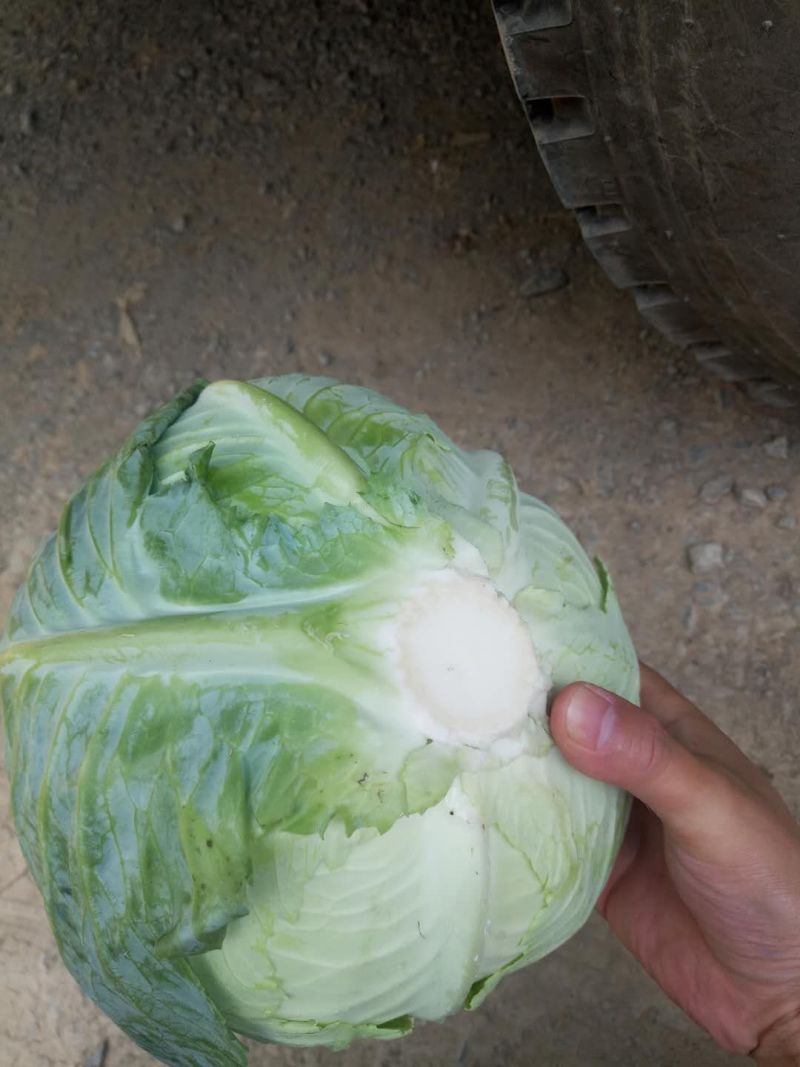 包菜甘蓝奥奇娜铁包包菜韩将军
