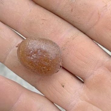 野生蕨菜果，可视频看货