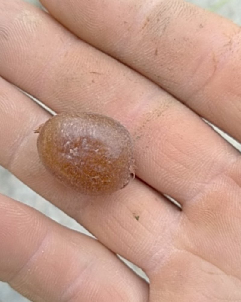野生蕨菜果，可视频看货