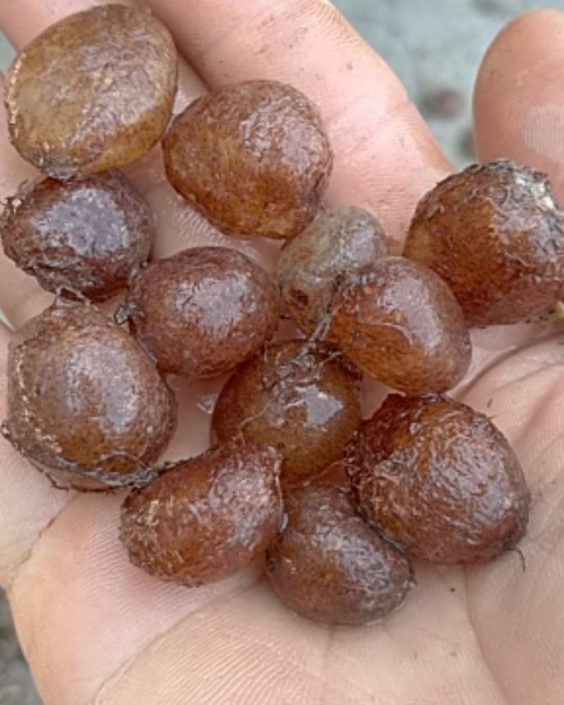 野生蕨菜果，可视频看货
