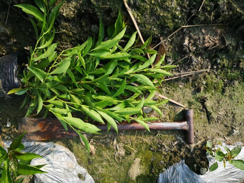 成都变色茉莉，精品变色茉莉，双色茉莉