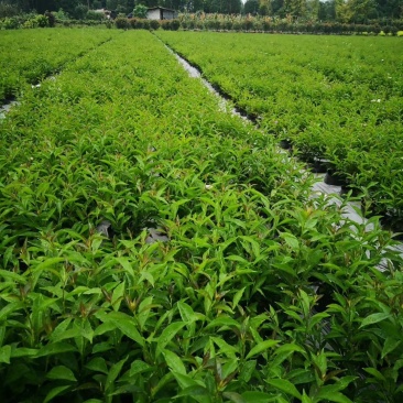 成都变色茉莉，精品变色茉莉，双色茉莉