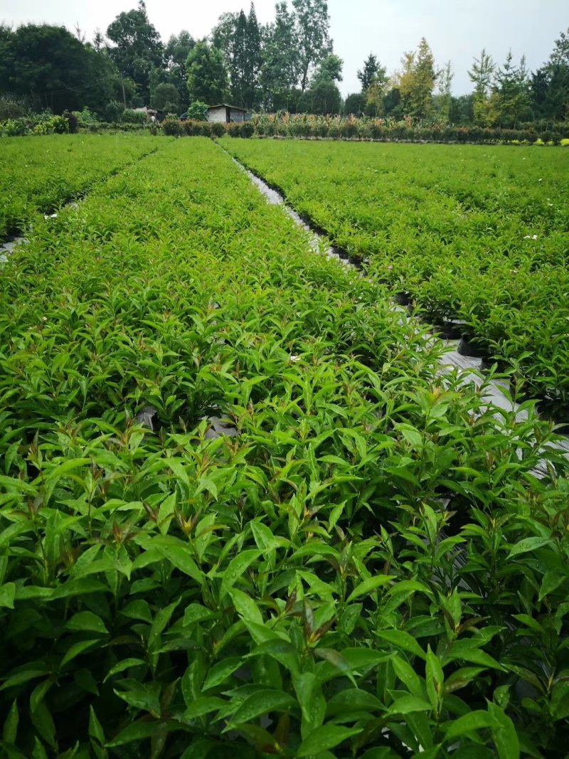 成都变色茉莉，精品变色茉莉，双色茉莉