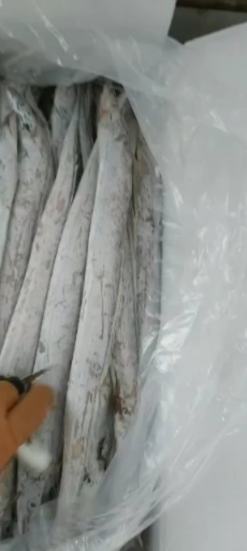 带鱼2~3公斤深海带鱼全国各地均可直达