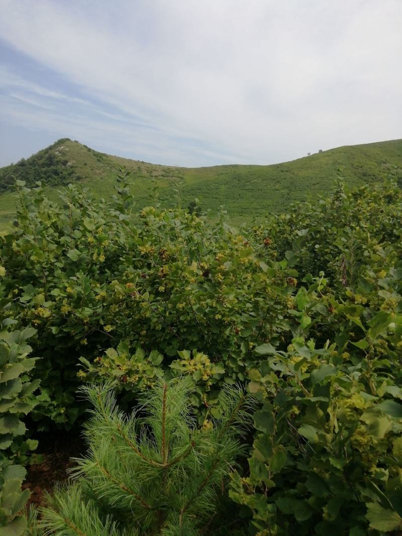 东北辽宁铁岭原产基地包山手拍榛子一手货源新货如假包赔