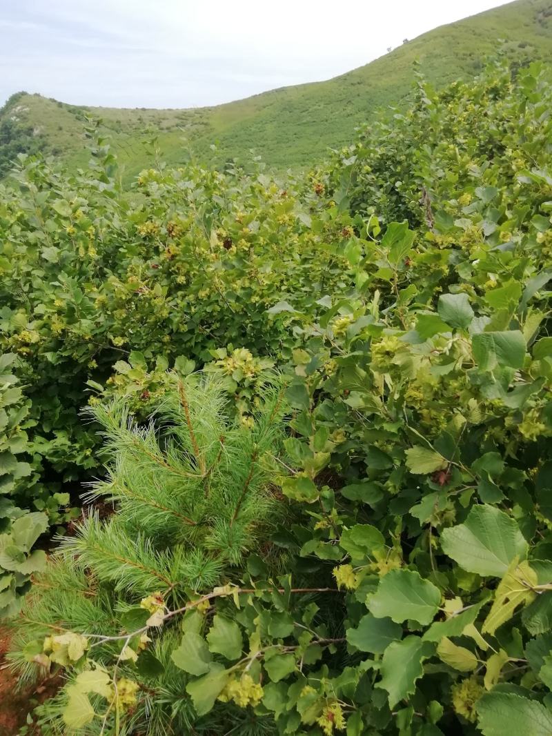东北辽宁铁岭原产基地包山手拍榛子一手货源新货如假包赔