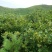 东北辽宁铁岭原产基地包山手拍榛子一手货源新货如假包赔