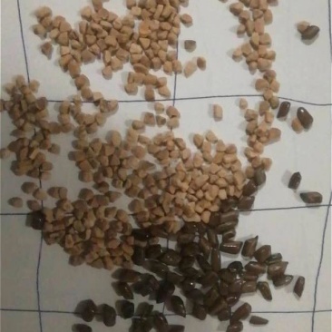 现货直发优质核桃壳原厂家提供充足货源量大从优