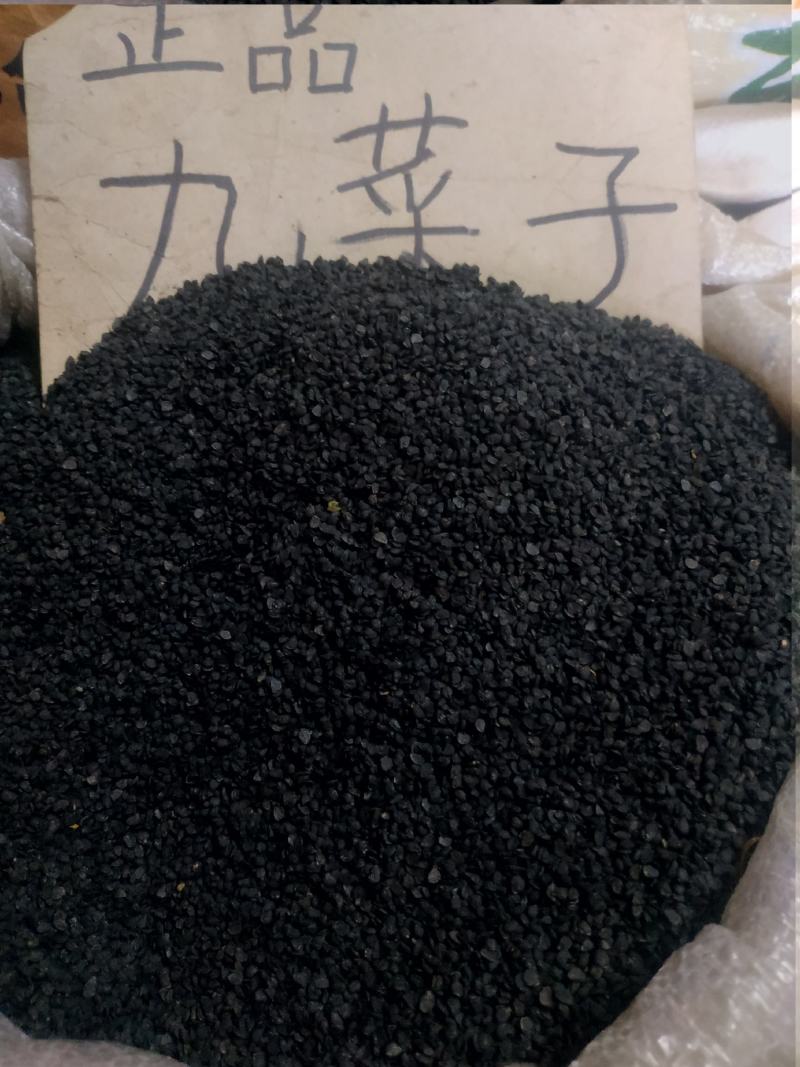韭菜子～正品九菜子～1公斤起售～欢迎咨询采购