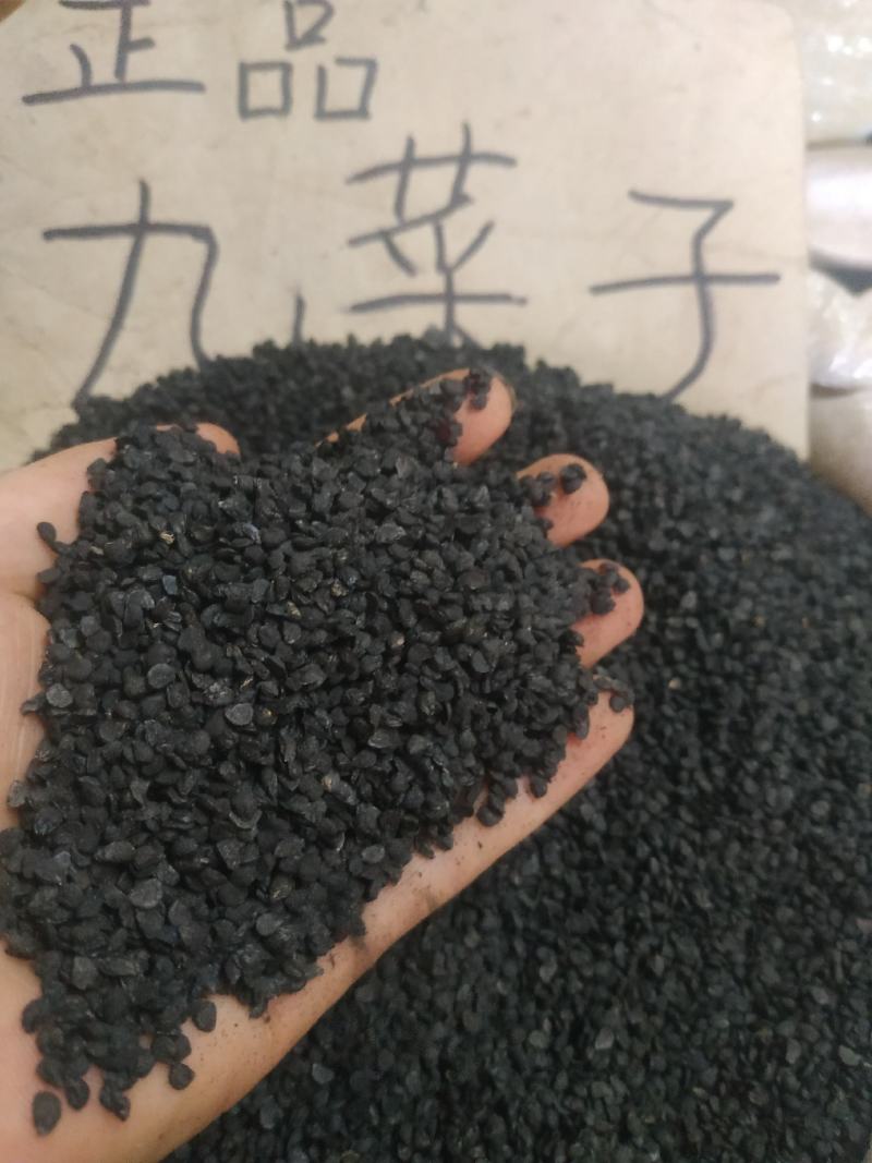韭菜子～正品九菜子～1公斤起售～欢迎咨询采购