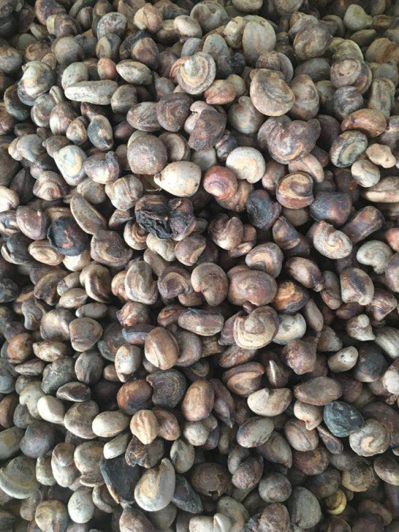 屈头鸡【包邮】三斤起发货可批量可零售量大从优