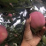 红星纸袋苹果，面光，红度好，水分足
