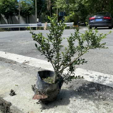 龟甲冬青杯苗价格低，成都龟甲冬青种植基地销，龟甲冬青批发