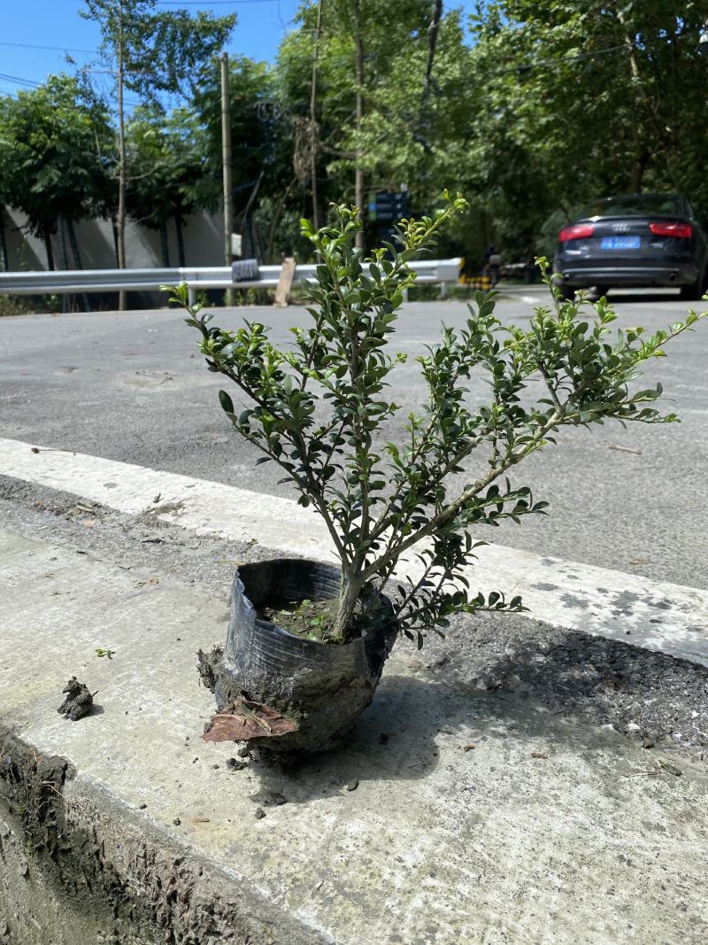 龟甲冬青杯苗价格低，成都龟甲冬青种植基地销，龟甲冬青批发