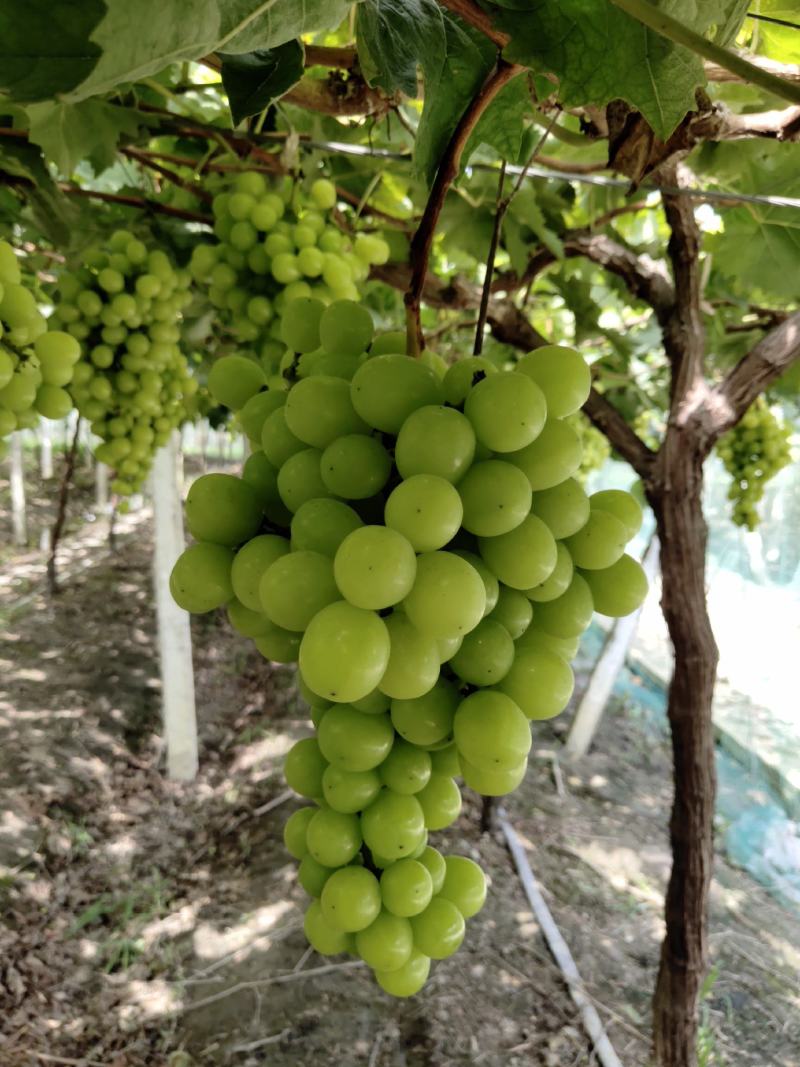 郫县阳光玫瑰葡萄+精品鲜果，产地直销，无任何其他费用。