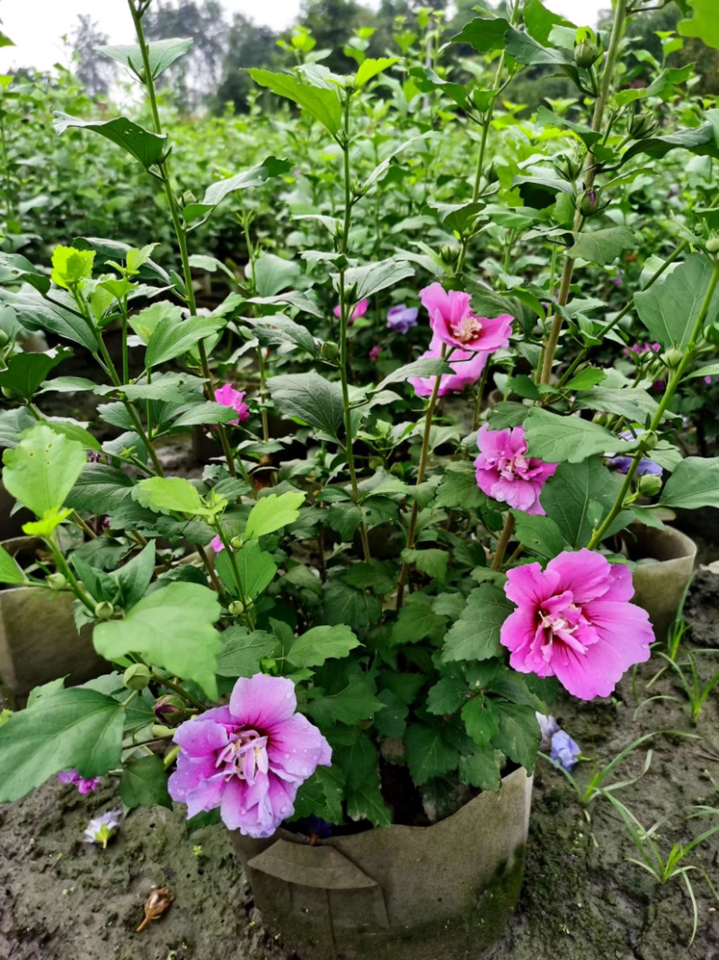 木槿美植袋工程货批发基地