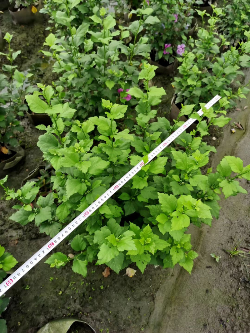 木槿美植袋工程货批发基地
