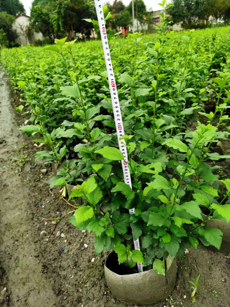 木槿美植袋工程货批发基地
