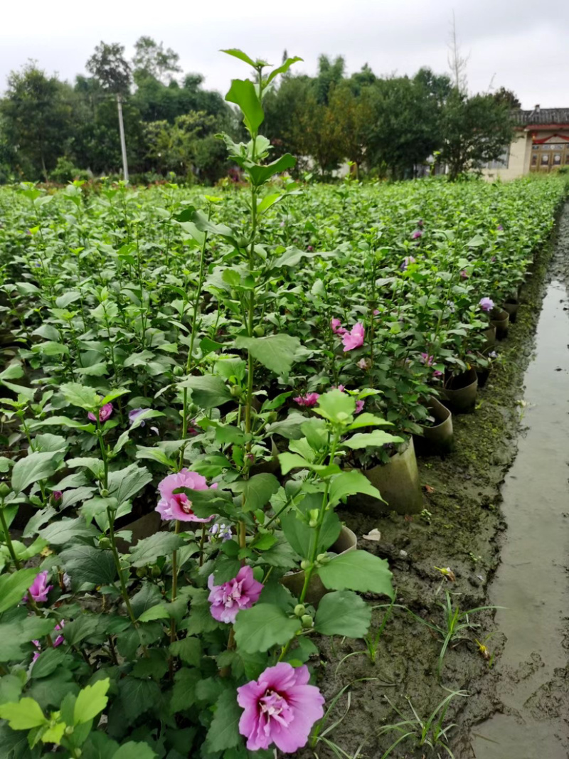 木槿美植袋工程货批发基地