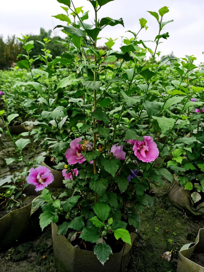 木槿美植袋工程货批发基地