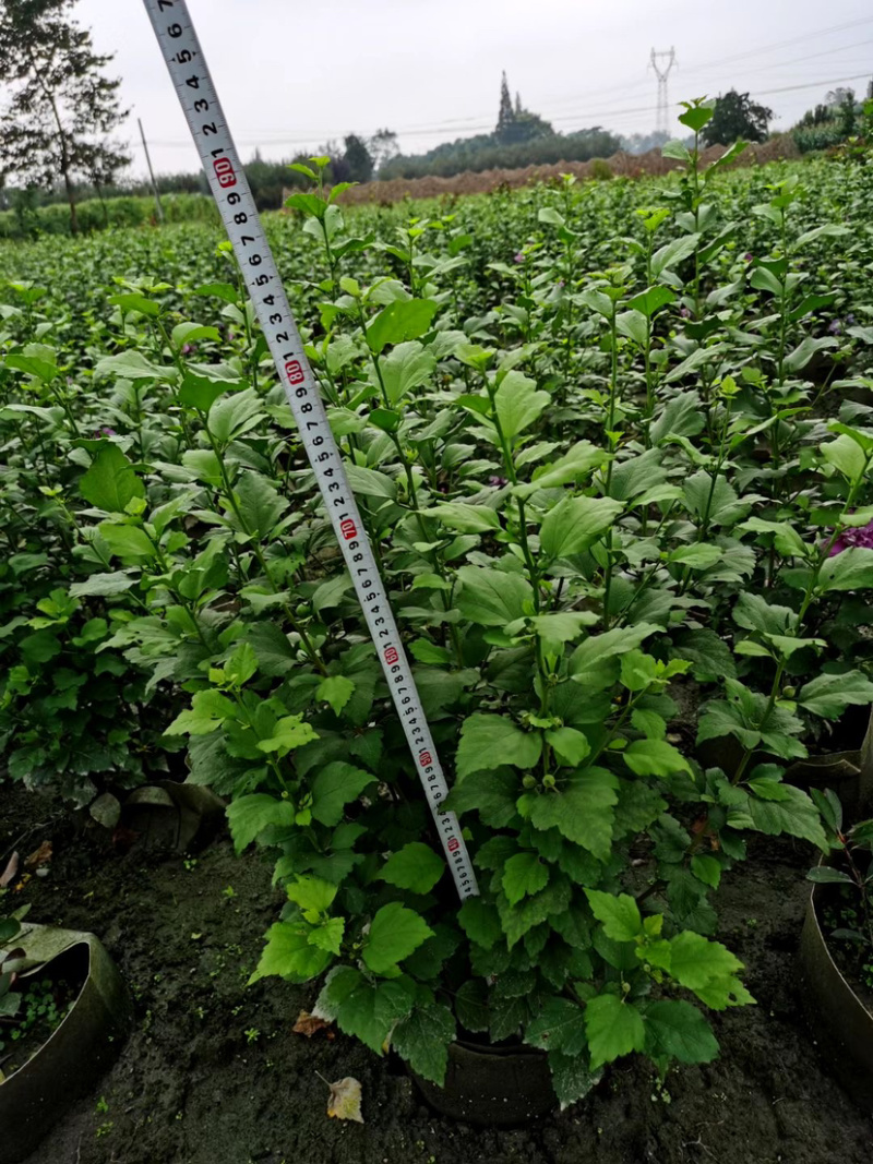 木槿美植袋工程货批发基地