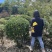 金心黄杨球常规货基地直销价格私聊量大从优的金心黄杨