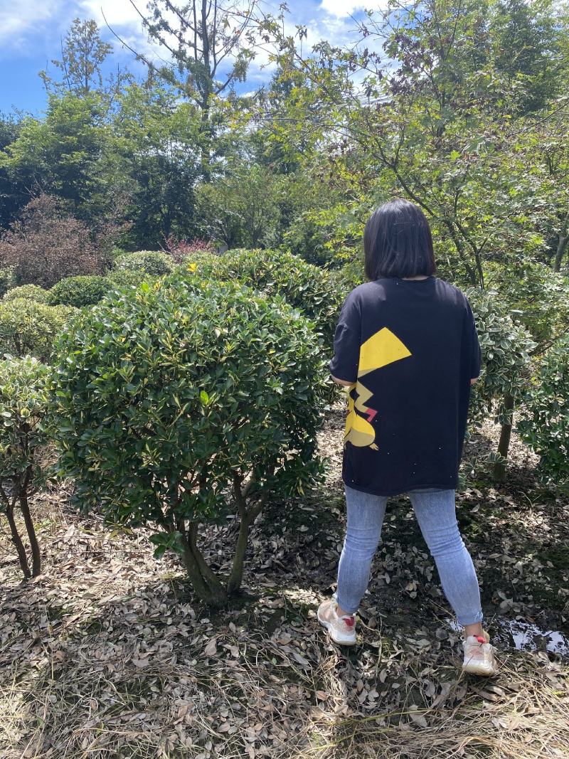 金心黄杨球常规货基地直销价格私聊量大从优的金心黄杨