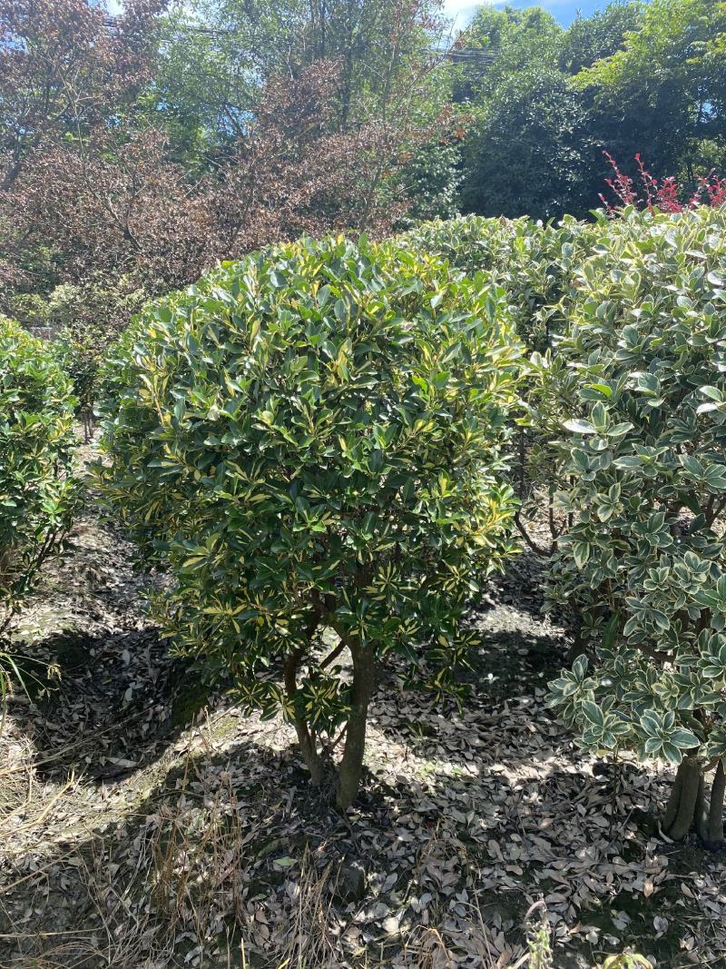 金心黄杨球常规货基地直销价格私聊量大从优的金心黄杨