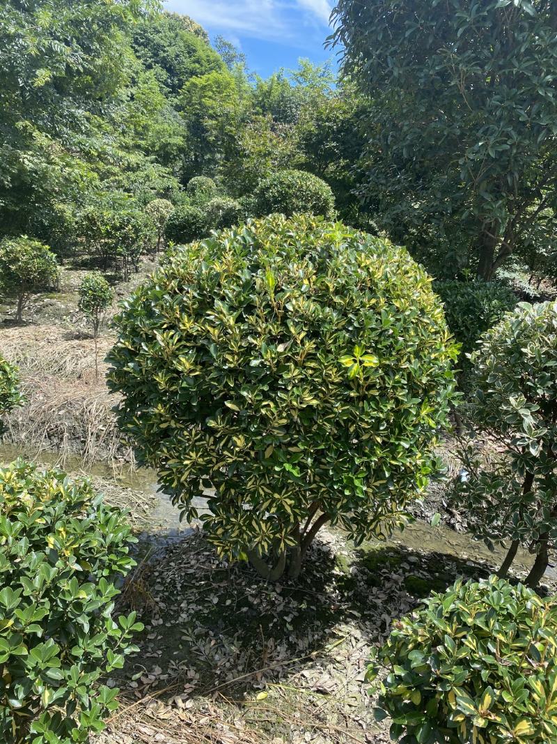 金心黄杨球常规货基地直销价格私聊量大从优的金心黄杨