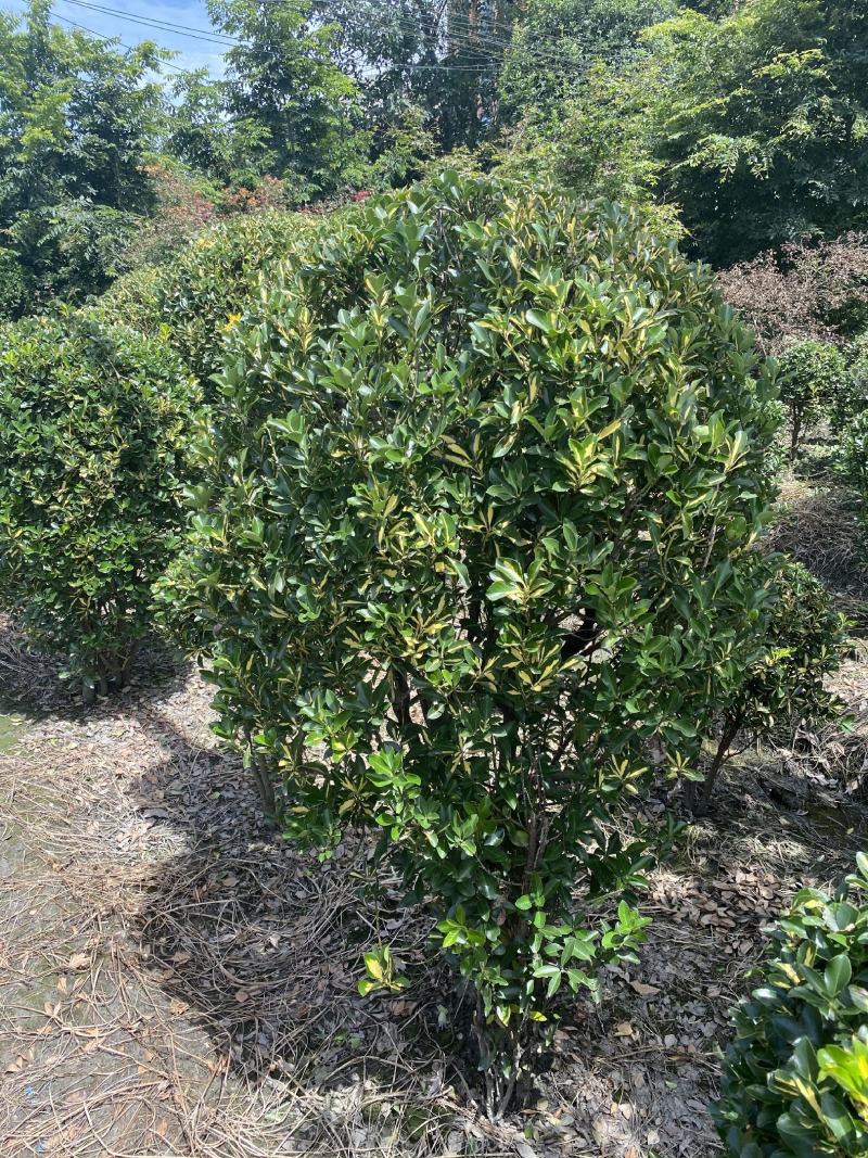 金心黄杨球常规货基地直销价格私聊量大从优的金心黄杨