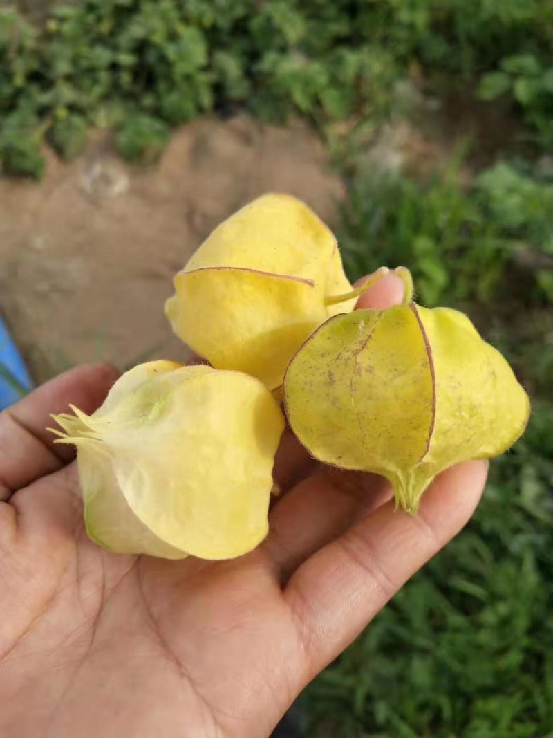菇娘籽菇娘鲜籽，大菇娘籽，现在开始播籽当年就能收果，果个