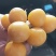 菇娘籽菇娘鲜籽，大菇娘籽，现在开始播籽当年就能收果，果个