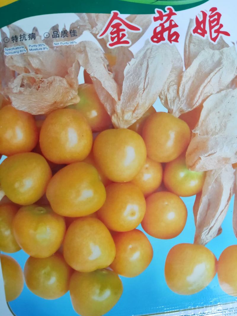 菇娘籽菇娘鲜籽，大菇娘籽，现在开始播籽当年就能收果，果个