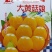 菇娘籽菇娘鲜籽，大菇娘籽，现在开始播籽当年就能收果，果个