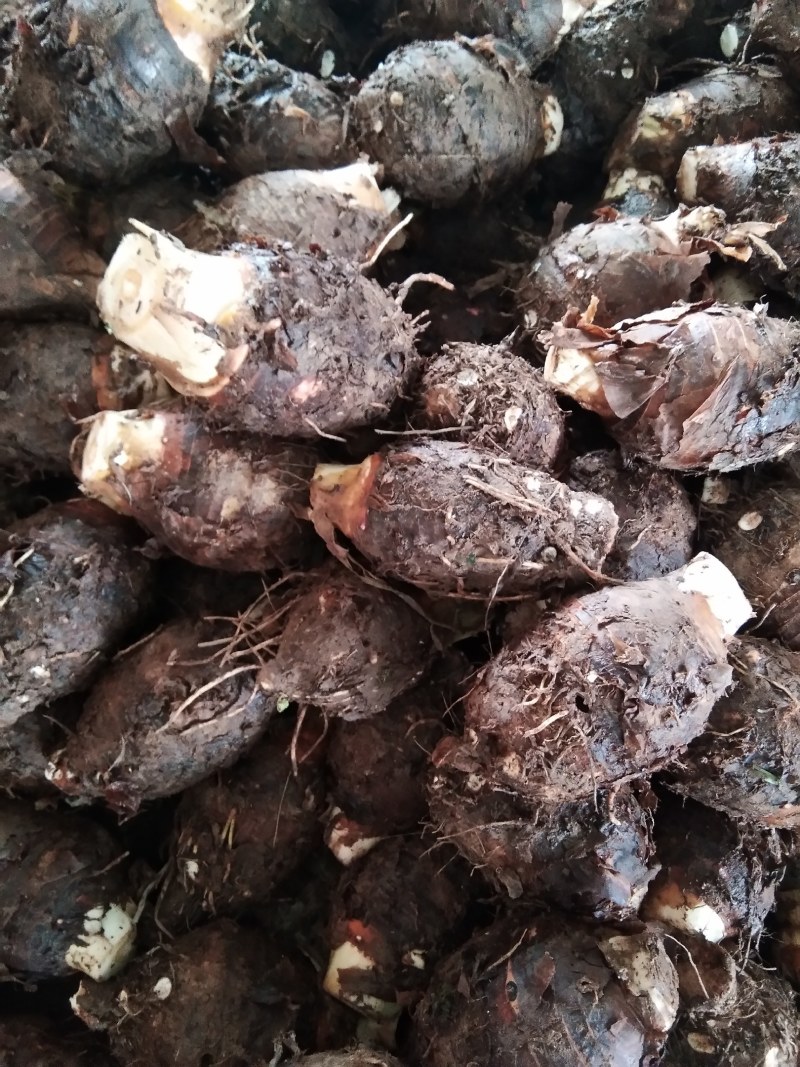 槟榔芋…临武县舜溪香芋，以粉糯而名天下，产地直发，