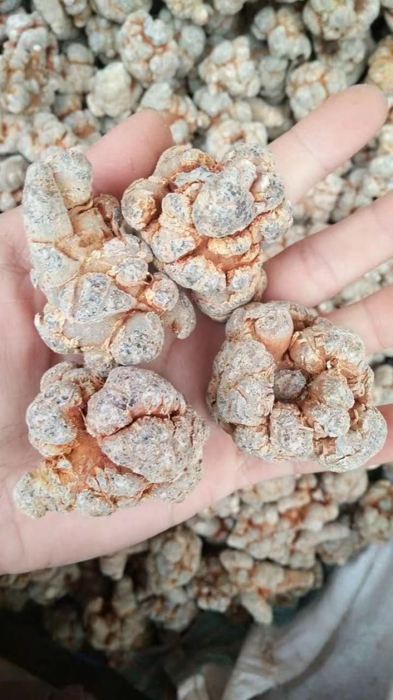 云南文山三七春三七20头带剪口三七和不带剪口三七量大从优