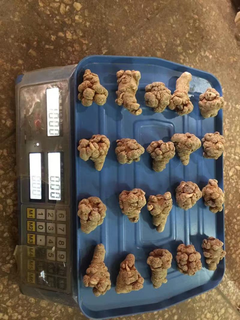 云南文山三七春三七20头带剪口三七和不带剪口三七量大从优