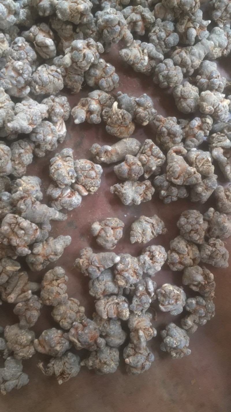 云南文山三七春三七20头带剪口三七和不带剪口三七量大从优