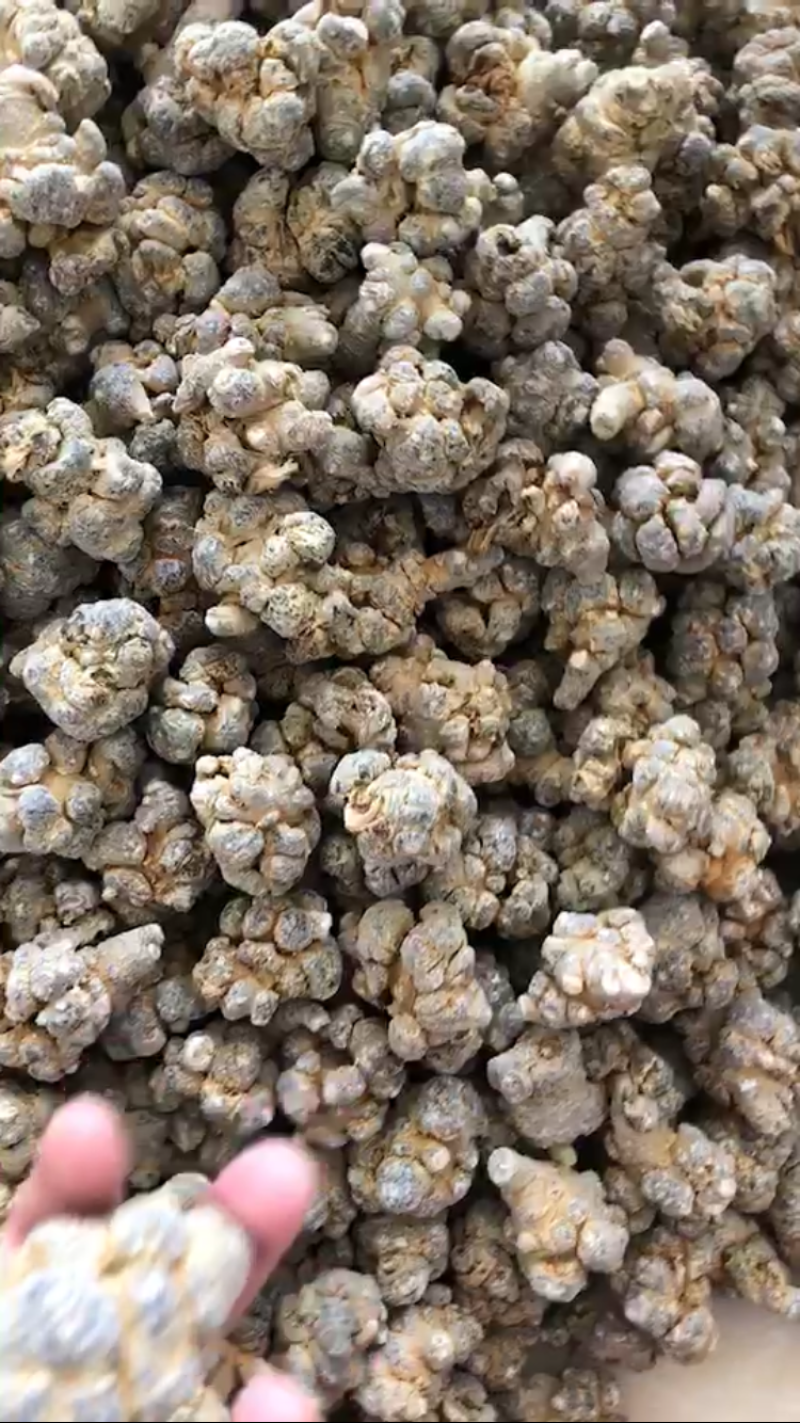 云南文山三七春三七20头带剪口三七和不带剪口三七量大从优