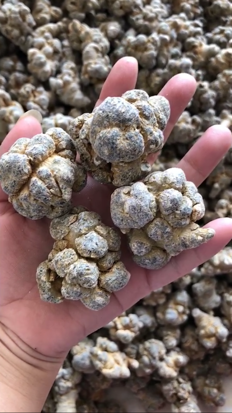 云南文山三七春三七20头带剪口三七和不带剪口三七量大从优
