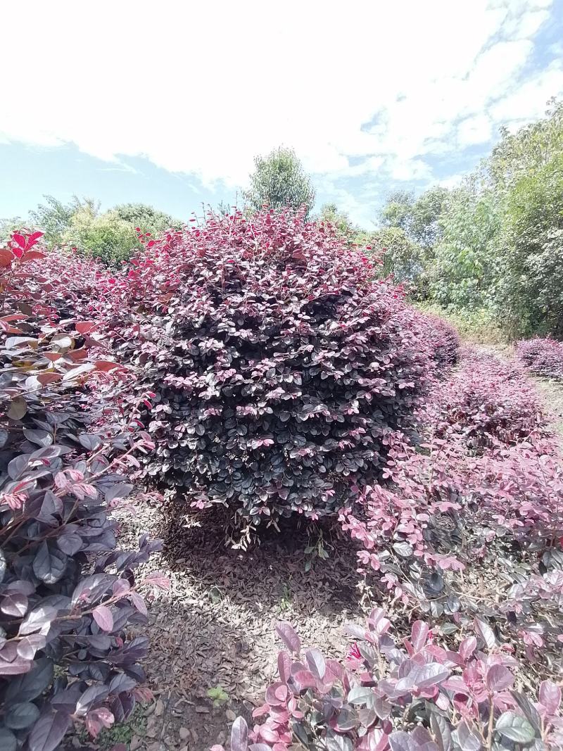 精品红继木球冠幅饱满价格低，红继木精修球基地货源充足批发