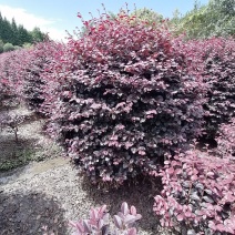 精品红继木球冠幅饱满价格低，红继木精修球基地货源充足批发