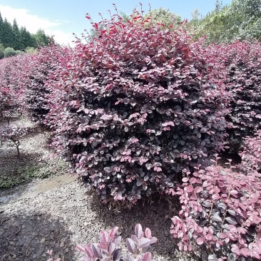 精品红继木球冠幅饱满价格低，红继木精修球基地货源充足批发