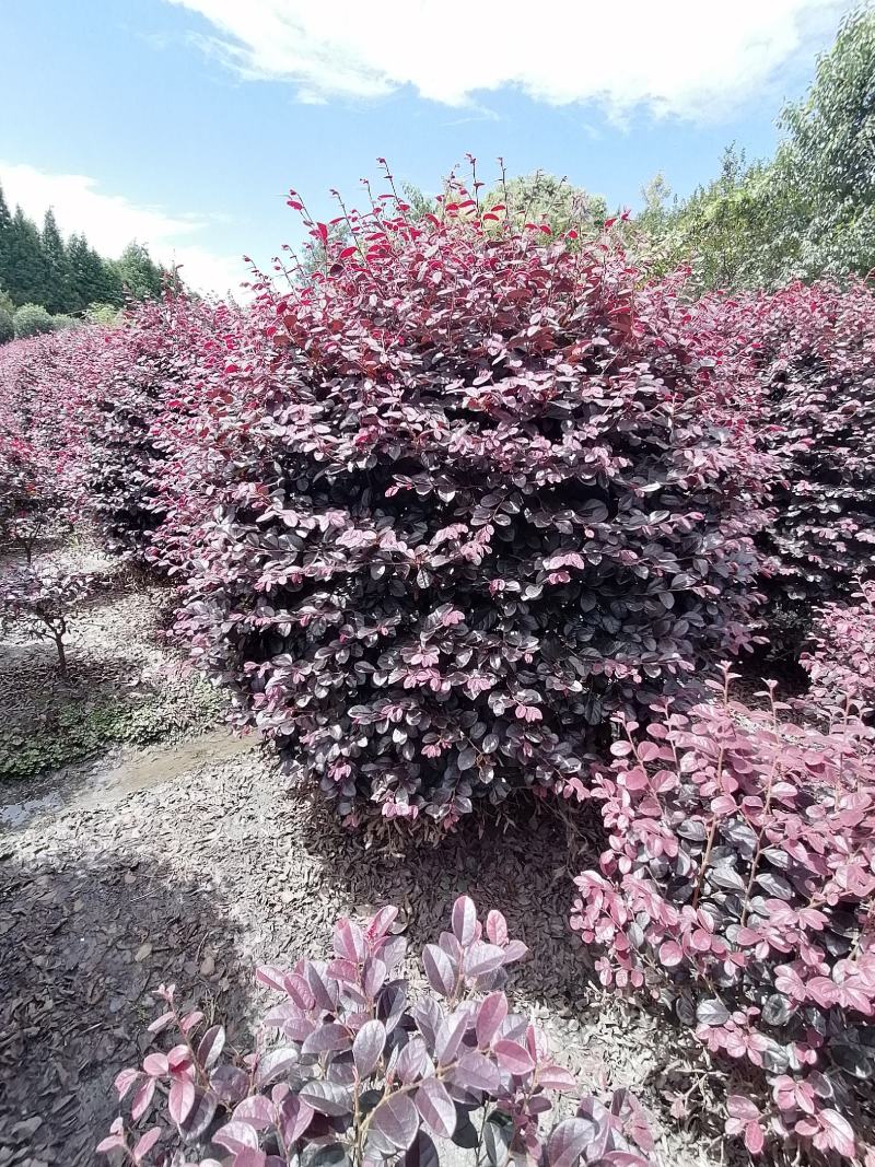 精品红继木球冠幅饱满价格低，红继木精修球基地货源充足批发
