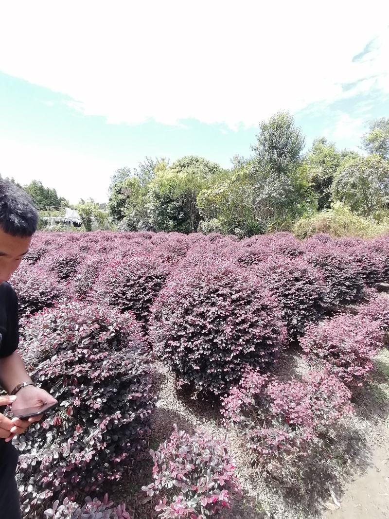 精品红继木球冠幅饱满价格低，红继木精修球基地货源充足批发
