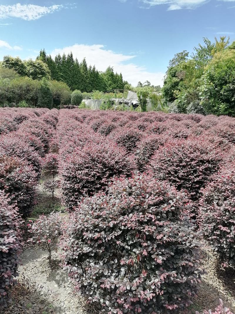 精品红继木球冠幅饱满价格低，红继木精修球基地货源充足批发