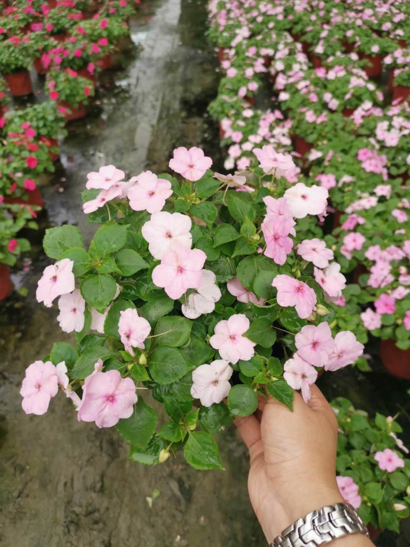 凤仙花，凤仙花工程苗，凤仙花小杯苗批发销售