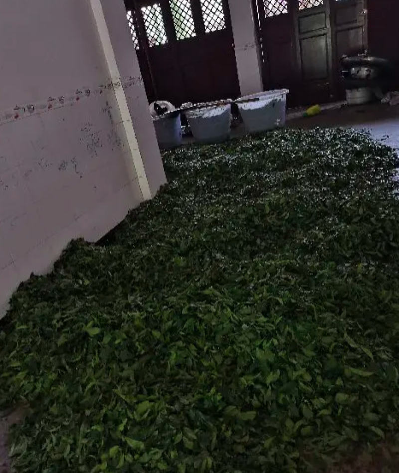 小苦丁茶老叶片，毛冬青