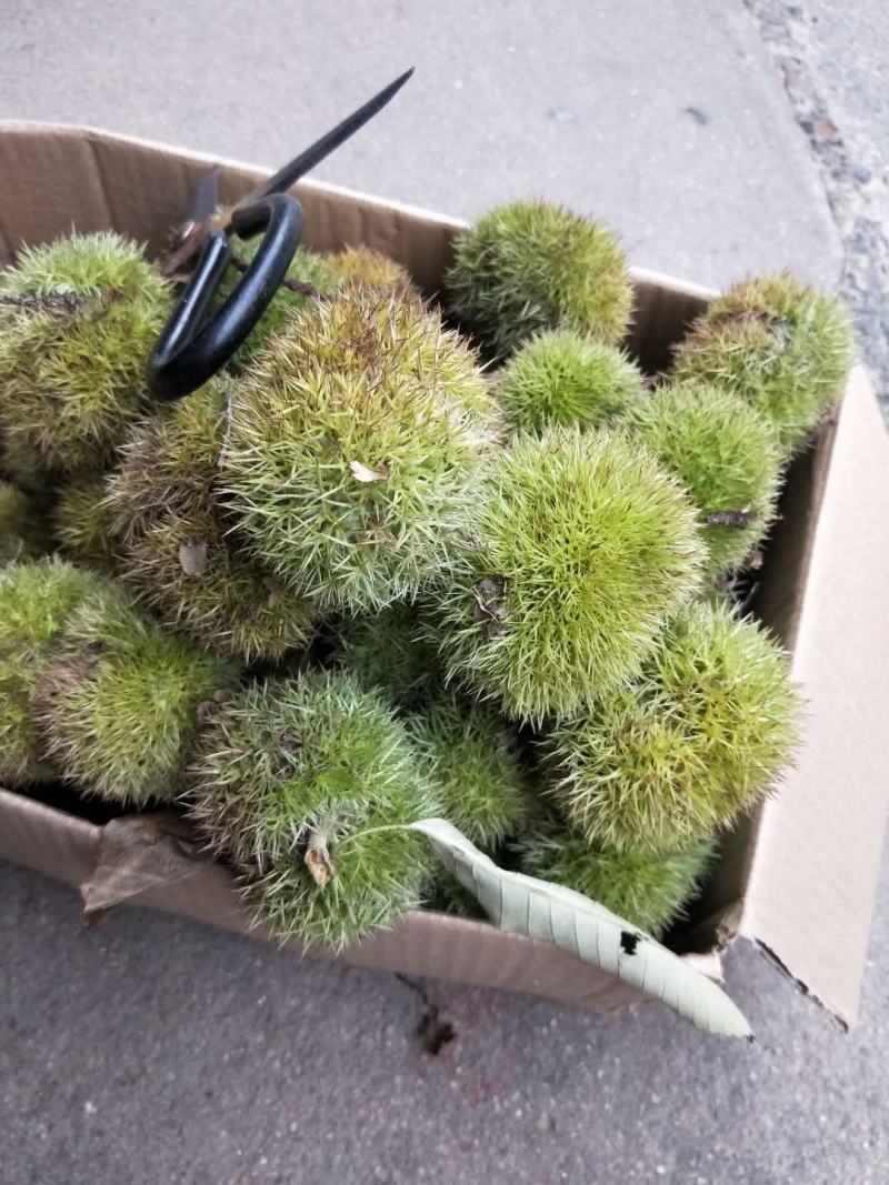 板栗.大别山新鲜美味大板栗
