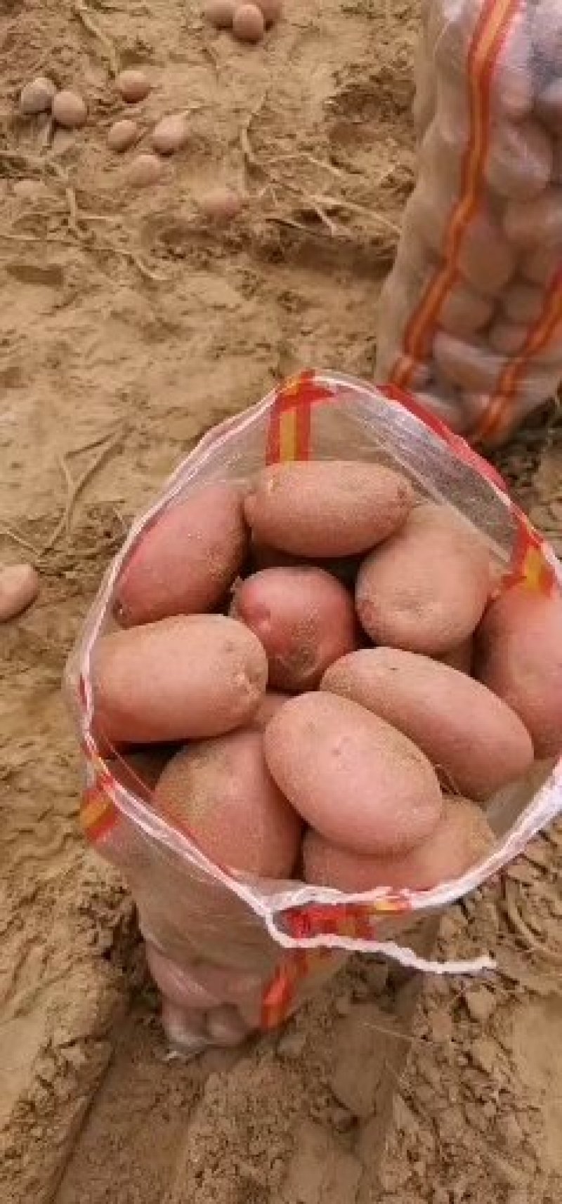 土豆，土豆，蔬菜
